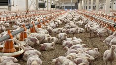 Сельхозпредприятия Красноярского края за пять лет на 54% увеличили производство мяса птицы