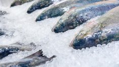 Экспорт замороженной и охлажденной рыбы из России вырос на 71% за десять лет