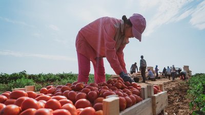 От 16 до 42% увеличилась зарплата аграриев в некоторых муниципальных округах Чувашии за год