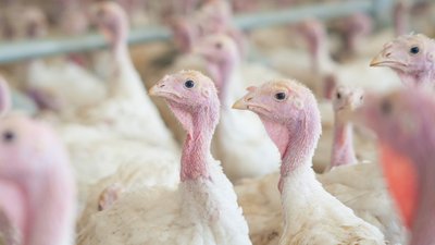 Донские предприятия по промышленному производству мяса индейки и утки увеличили экспорт своей продукции
