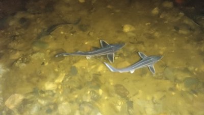 В 2022 году в водоемы Вологодской области выпущено почти 59 тыс. мальков