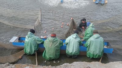 Донские ветврачи оценивают состояние рыбы после зимовки