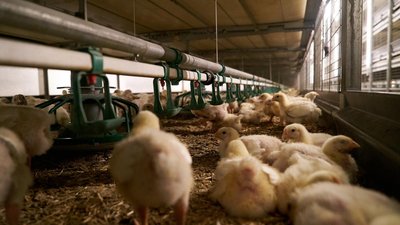 Производство птицы на убой в Кузбассе за год выросло на 10,5%