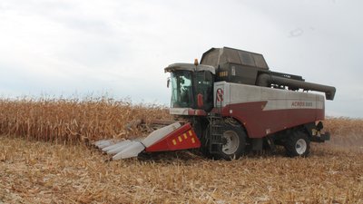 В Липецкой области урожай кукурузы на зерно превысил сбор всего прошлого года