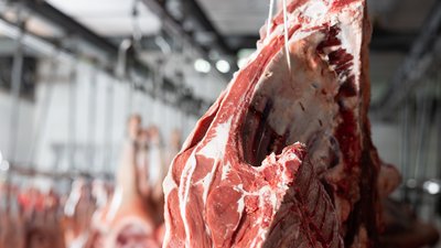 В первом квартале производство скота и птицы на убой в Ростовской области увеличилось на 24%
