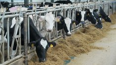 Производство молока в Ивановской области выросло до 171,2 тыс. тонн в 2025 году