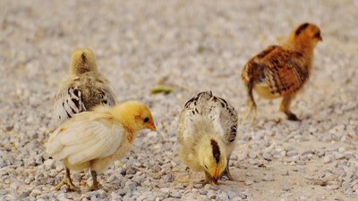 В Челябинской области планируют построить племрепродуктор первого порядка за 3,5 млрд руб.