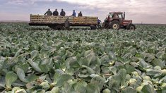 Доля Тюменской области в урожае овощей открытого грунта в УФО составила почти 40%