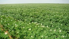 В Челябинской области поддержат производителей полевых овощей и картофеля