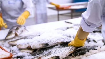 Рыбопромышленники РФ быстро получат вычеты за развитие глубокой переработки — СФ