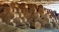 В Подмосковье заготовлено свыше 632 тыс. тонн кормов для животноводства