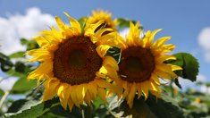 В Липецкой области собрали уже более 950 тысяч тонн масличных