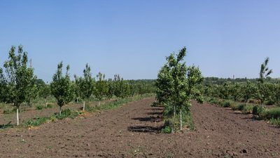 Министр сельского хозяйства и продовольствия ЛНР посетил фруктовый сад «Богатырь»