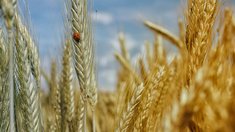 В 2025 году страховые компании возместили аграриям Саратовской области 119 млн рублей