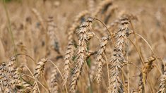 Воронежская область в прошлом году произвела продукцию АПК почти на 1 трлн рублей