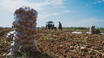 В Рязанской области собрано 105 тыс. т картофеля