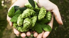 Производство хмеля в РФ планируется увеличить более чем в семь раз к 2030 году