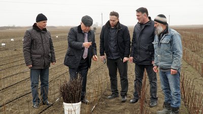В Дагестане намерены увеличить площади под «золотым абрикосом»