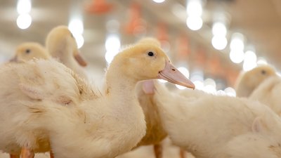Промышленное производство мяса утки в Ростовской области увеличилось на 65%