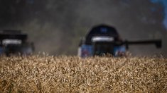 Урожай зерновых и зернобобовых в Липецкой области превысил 1,5 млн тонн