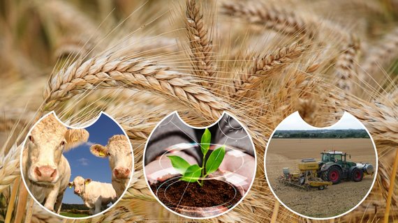 Рост производства в сельском хозяйстве РФ в 2022 году превысил 10% 