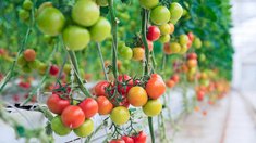 С 2016 года сбор овощей закрытого грунта в Калужской области вырос в 3,6 раза