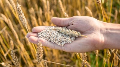 Для зернового рынка готовят кредиты до 5 млрд рублей и новые меры поддержки экспорта