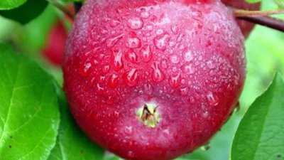 Липецкие производители органической продукции примут участие в ярмарке