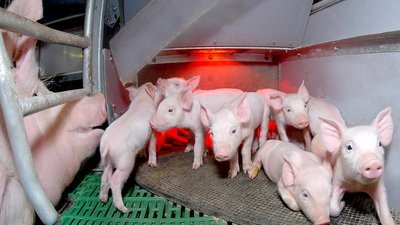 Свыше 800 тыс. свиней содержится в хозяйствах Липецкой области