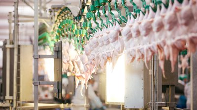 В Тамбовской области увеличился экспорт мяса птицы