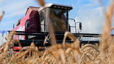 Государственная поддержка производства и реализации зерновых культур в Ивановской области увеличена в полтора раза в 2026 году