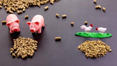 В Омской области увеличилось поголовье свиней и птиц 