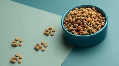 Рынок кормов для домашних животных в РФ вырос до 430 млрд руб. — эксперт