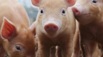В Красноярском крае компенсируют ущерб от африканской чумы свиней на 40 млн рублей