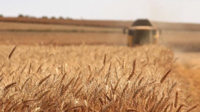 В Приморском крае началась уборка зерновых культур и овощей