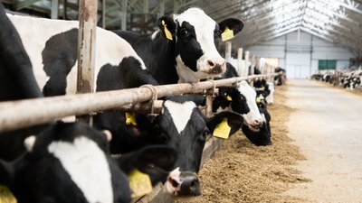 Производство продукции сельского хозяйства в Ивановской области за пять лет увеличилось почти на четверть