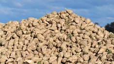 Ставрополье собрало 728,3 тыс. тонн сахарной свеклы при урожайности 603,5 ц/га