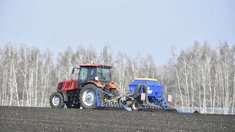 Подсолнечник и яровой рапс начали сеять в Липецкой области
