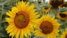 В Липецкой области увеличат посевные площади масличных культур