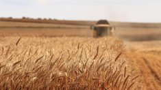 В Приморье началась уборка ранних зерновых культур и овощей