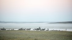 В 2025 году на Ямале заготовили рекордные 3,3 тыс. тонн оленины