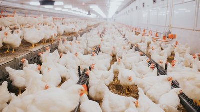 Спрос на продукцию птицеводства в РФ сохраняется на высоком уровне — Минсельхоз
