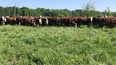 Участник СВО из Томской области развивает мясное животноводство