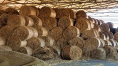 В Подмосковье заготовлено свыше 632 тыс. тонн кормов для животноводства