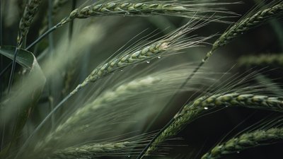 На 74% выросла площадь сельхозкультур, застрахованных с господдержкой в 2023 году
