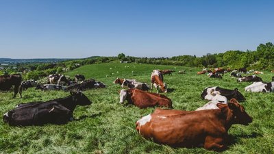 Объем производства скота и птицы в Кузбассе вырос на 17,9%