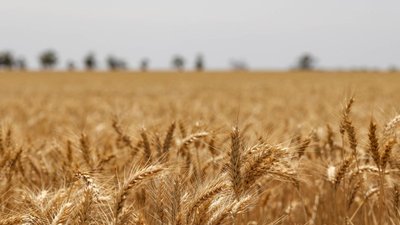 РФ планирует экспортировать порядка 55 млн т зерна в сезоне-2023/24 — Патрушев