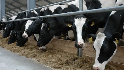 Производство товарного молока в Башкортостане составило 177 тыс. тонн