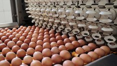 Более 600 млн яиц в год составит производительность птицефабрики после завершения проекта в 2026 году