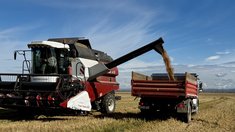 Аграриям Красноярского края возместят затраты на производство и реализацию зерновых